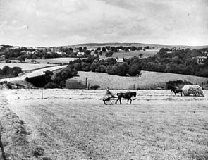 Haymaking in the late 1940s